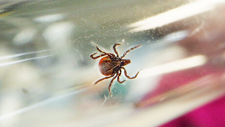 Het Klokhuis | Teken